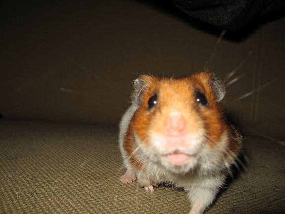 Lucy's health update :)