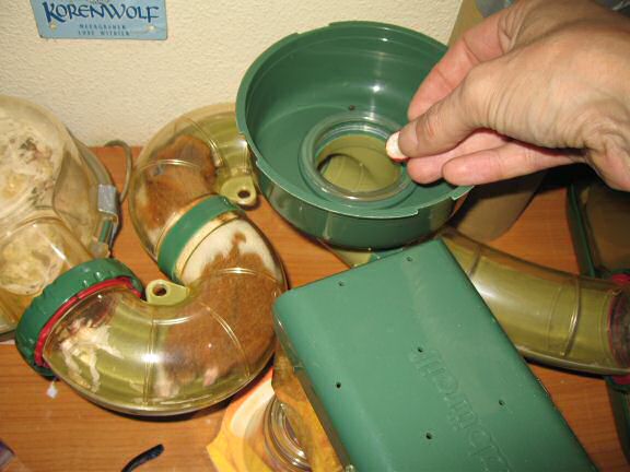 Serving my hamster Lucy half a Cranberrie.