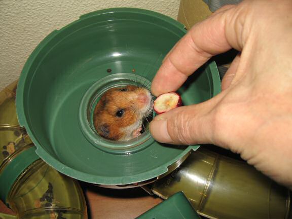 Serving my hamster Lucy half a Cranberrie.