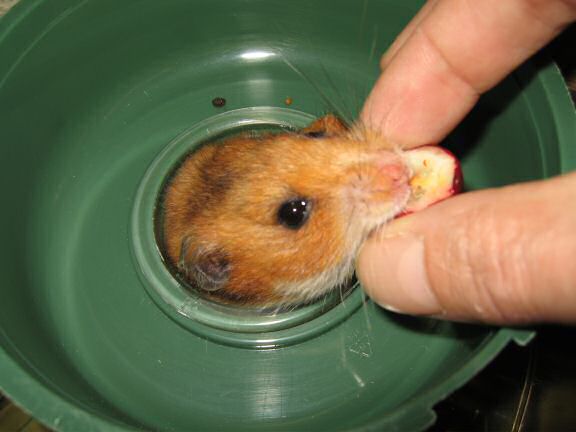 Serving my hamster Lucy half a Cranberrie.