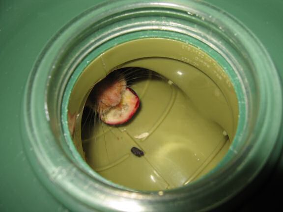 Serving my hamster Lucy half a Cranberrie.