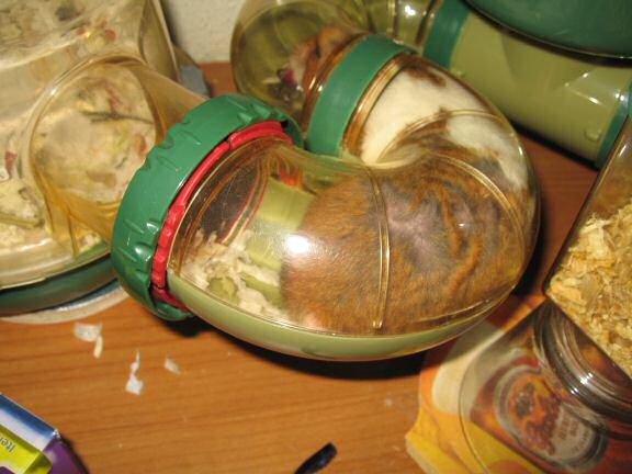 Serving my hamster Lucy half a Cranberrie.