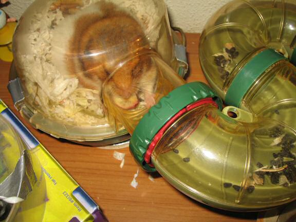 Serving my hamster Lucy half a Cranberrie.