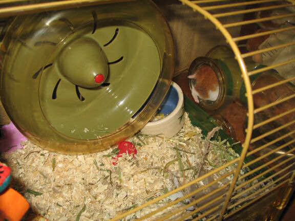 Solving the Lucy not running mystery.