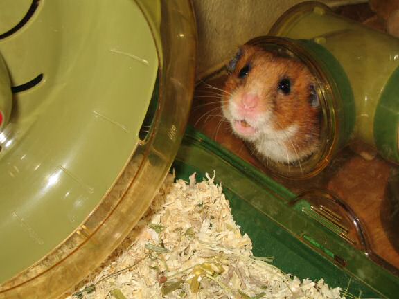 Solving the Lucy not running mystery.