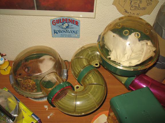 Keepin' my hamster Lucy busy.