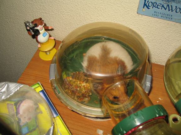 Keepin' my hamster Lucy busy.
