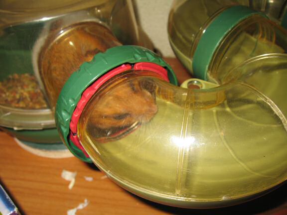 Keepin' my hamster Lucy busy.