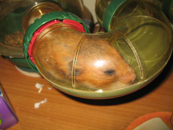 Keepin' my hamster Lucy busy.