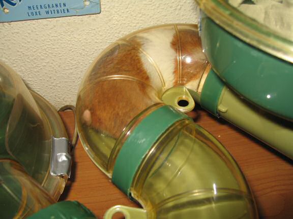 Keepin' my hamster Lucy busy part Deux.