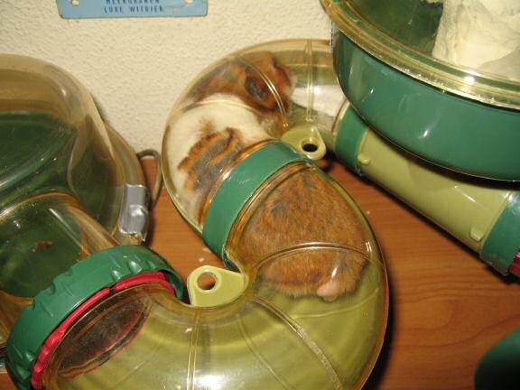 Keepin' my hamster Lucy busy part Deux.