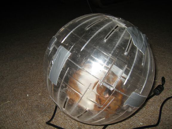 My hamster Lucy Explorer Ball Fun.