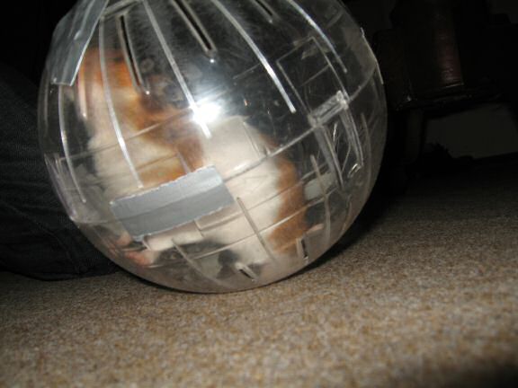 My hamster Lucy Explorer Ball Fun.