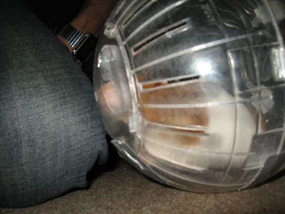 My hamster Lucy Explorer Ball Fun.