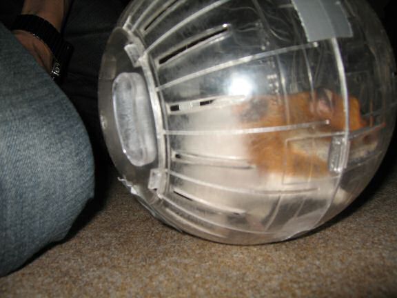 My hamster Lucy Explorer Ball Fun.