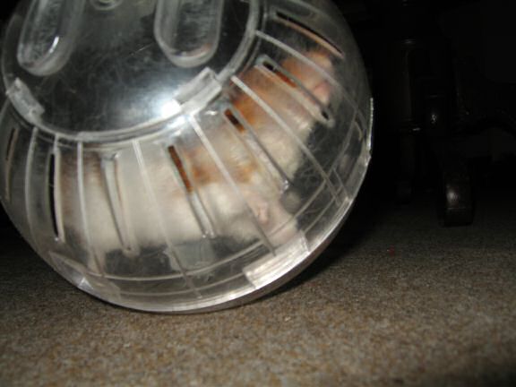My hamster Lucy Explorer Ball Fun.