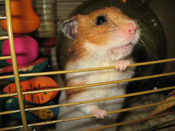 My hamster Lucy's Orderin'.