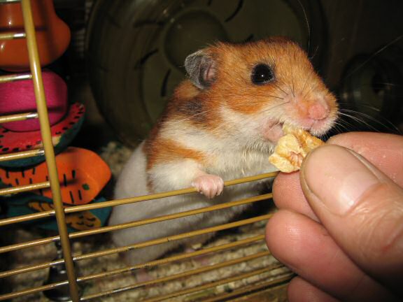 My hamster Lucy's Orderin'.