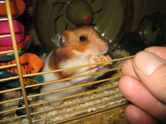 My hamster Lucy's Orderin'.