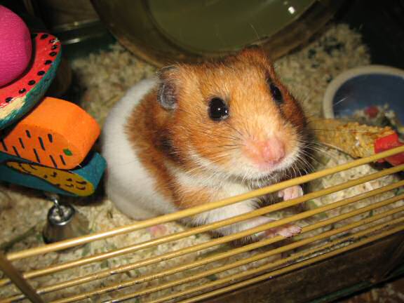 My hamster Lucy's Orderin'.