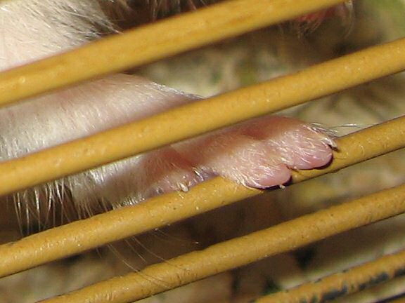 My hamster Lucy's Orderin'.