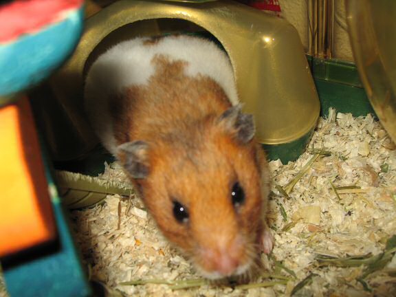 My hamster Lucy's inviting me ...
