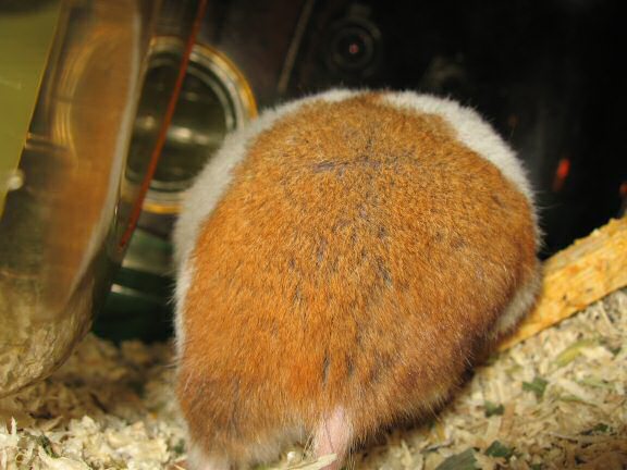 My hamster Lucy's inviting me ...