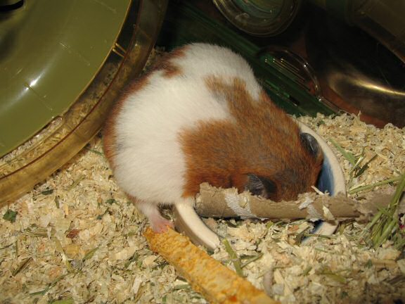 My hamster Lucy's inviting me ...