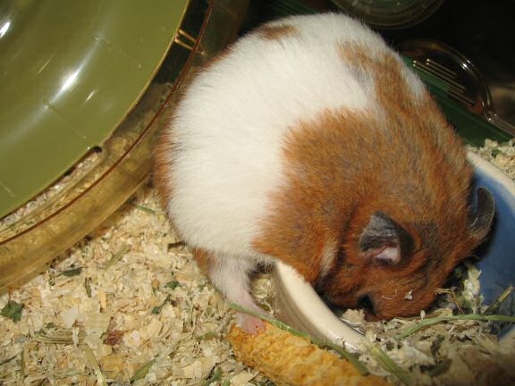 My hamster Lucy's inviting me ...