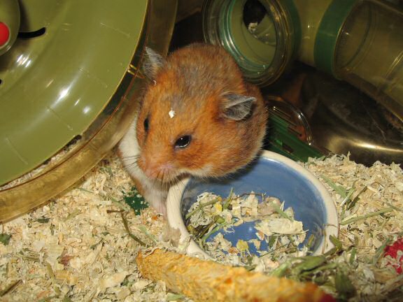 My hamster Lucy's inviting me ...