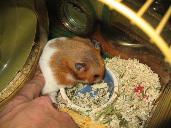 My hamster Lucy's inviting me ...