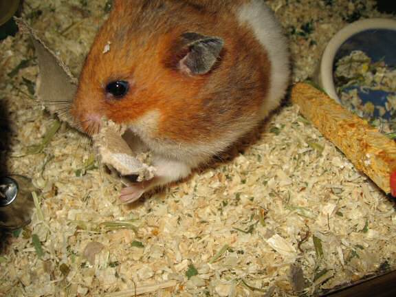 My hamster Lucy's TP-Roll Devouring ...