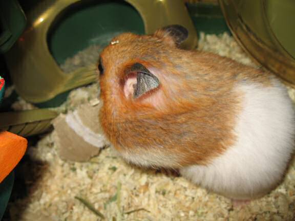 My hamster Lucy's TP-Roll Devouring ...