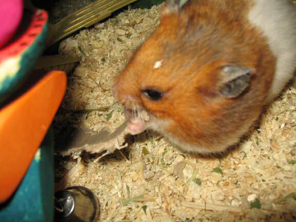 My hamster Lucy's TP-Roll Devouring ...