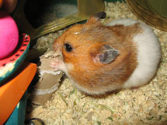 My hamster Lucy's TP-Roll Devouring ...