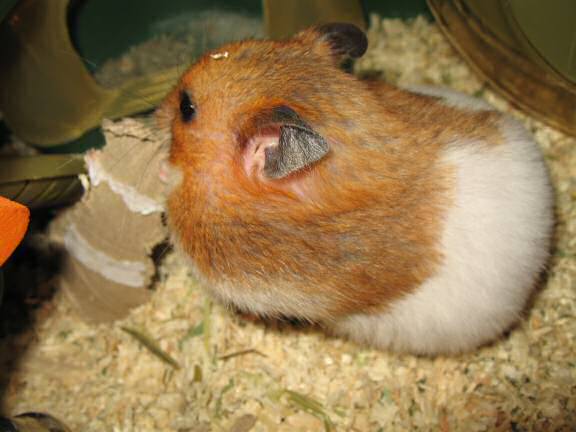 My hamster Lucy's TP-Roll Devouring ...