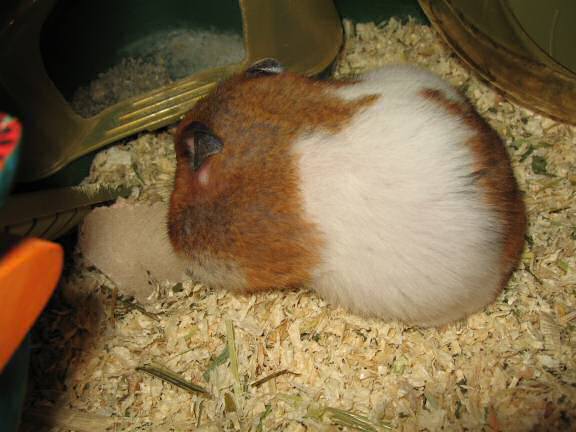 My hamster Lucy's TP-Roll Devouring ...