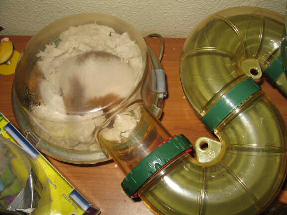 My hamster Lucy's After-Work, Observational Fun !