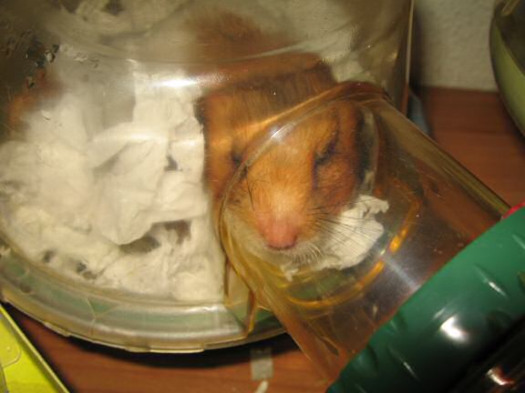 My hamster Lucy's After-Work, Observational Fun !