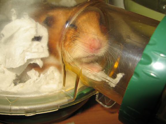My hamster Lucy's After-Work, Observational Fun !