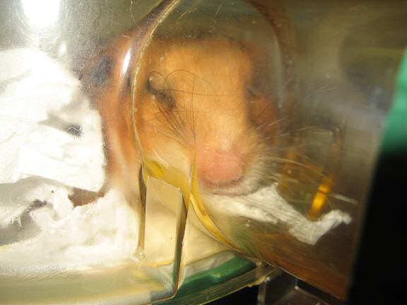 My hamster Lucy's After-Work, Observational Fun !