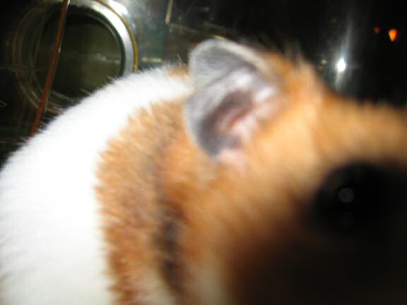 My hamster Lucy's Paparazzi Treatment ...