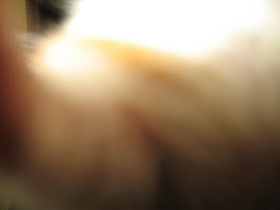 My hamster Lucy's Paparazzi Treatment ...