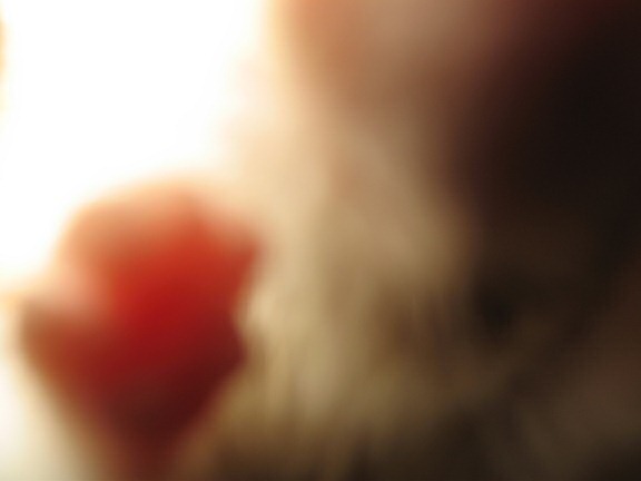 My hamster Lucy's Paparazzi Treatment ...