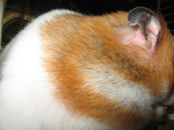 My hamster Lucy's Paparazzi Treatment ...