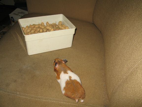 HamsterTracker™-Experiment with my hamster Lucy ...