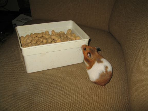 HamsterTracker™-Experiment with my hamster Lucy ...