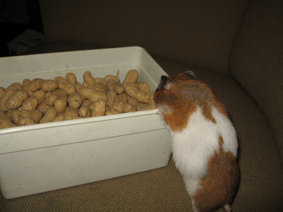 HamsterTracker™-Experiment with my hamster Lucy ...