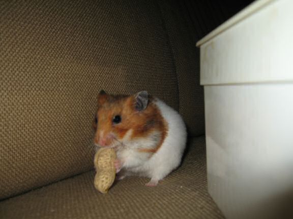 HamsterTracker™-Experiment with my hamster Lucy ...