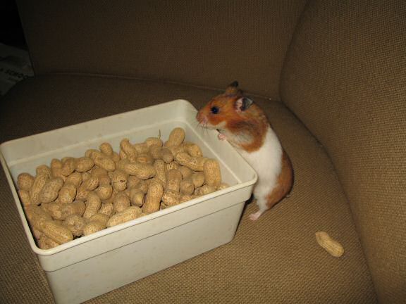 HamsterTracker™-Experiment with my hamster Lucy ...